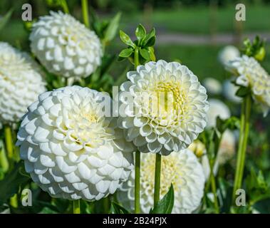 Fleur blanche Dahlia. Plantes vivaces herbacées Dahlia Banque D'Images