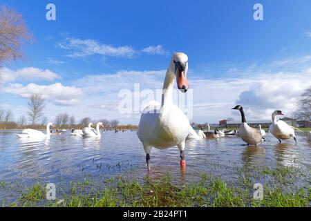 Un champ inondé à Castleford devient dominé par les Cygnus Olor (Mute Swans) après de fréquentes tempêtes qui ont causé des inondations dans tout le Royaume-Uni Banque D'Images