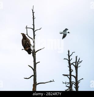 Silhouette d'aigle sur l'arbre. Aigles à queue blanche juvéniles sur l'arbre. Nom scientifique : Haliaetus albicilla, Ern, erne, aigle gris, mer eurasienne Banque D'Images