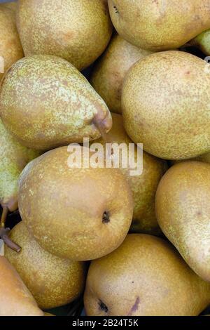 Pyrus Communis « Général Leclerc » Banque D'Images