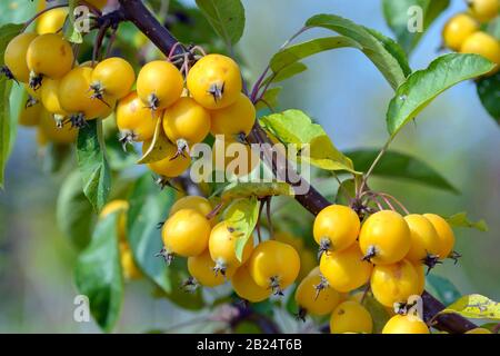 Zier-Apfel (Malus 'Golden Hornet') Banque D'Images