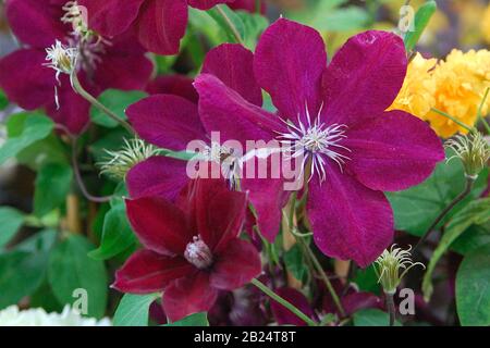 Clematis 'Rouge Cardinal' Banque D'Images