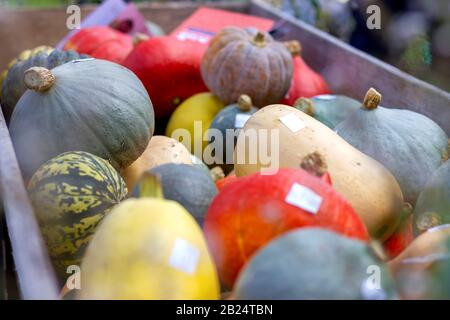 Un portrait d'une caisse pleine de citrouilles de différentes couleurs, tailles et formes à vendre sur un marché pendant un événement. Banque D'Images