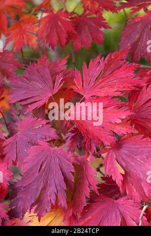 Eisenhutblaettriger Ahorn (Acer japonicum 'Aconitifolium') Banque D'Images