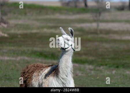 Gros plan d'un joli Llama blanc et brun debout dans un pâturage de ranch et regardant vers le côté comme il montre quelque chose avec un regard de curiosité. Banque D'Images