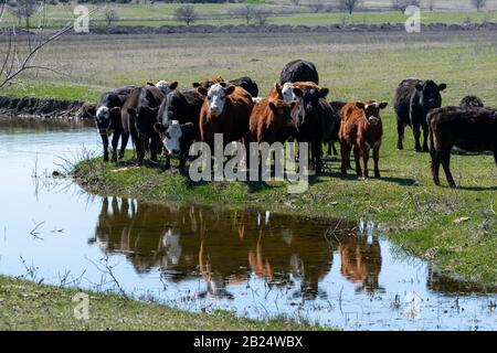 Un troupeau de bovins blancs, Polled Hereford debout sur leur réflexion dans l'eau calme d'un étang de stocks de ranch. Banque D'Images