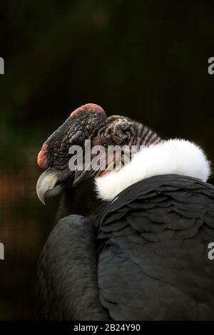 Un Condor andin mâle, Vultur gryphus, en portrait. Bergen County Zoo, Van Saun Park, Paramus, New Jersey, États-Unis Banque D'Images