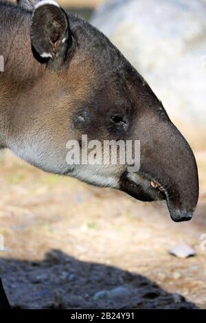 A Baird's Tapirus bairdii. Bergen County Zoo, Van Saun Park, Paramus, New Jersey, États-Unis Banque D'Images