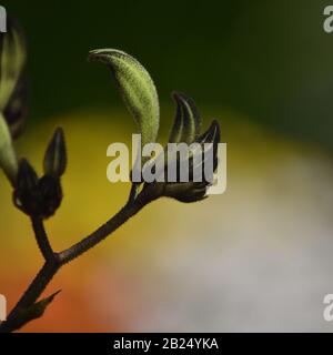 Fleurs de kangourou noires indigènes australiennes, Macropidia fuliginosa, famille des Haemodoraceae. Endémique au sud-ouest de l'Australie occidentale. Genre distinct fro Banque D'Images