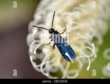 Wasp aux fleurs bleues australiennes, soror d'Austroscolia, Scoliidae familiaux, se nourrissant d'une fleur d'arbre de curl ivoire à Sydney, Nouvelle-Galles du Sud, Australie. Guêpes de jardin communes Banque D'Images