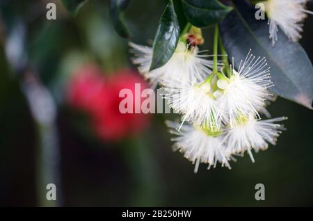 Fleurs blanches de la forêt tropicale indigène australienne Pomme rouge Lilly Pilly, Syzygium ingens, famille Myrtaceae. Arbre Evergreen endémique à NSW et Queensla Banque D'Images