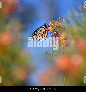 Monarque papillon, Danaus plexippus, famille Nymphalidae, se nourrissant sur une Grevillea indigène rouge australien. Aussi connu sous le nom de Wanderer papillon. Banque D'Images
