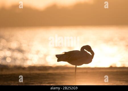 Flamingo au coucher du soleil à Ria de Aveiro (Portugal) Banque D'Images