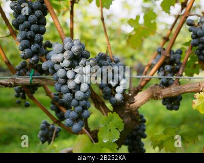Grappes de raisins noirs sur une vigne dans un vignoble. Banque D'Images
