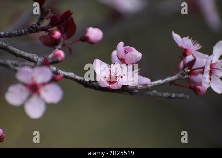 Les premières fleurs de prune à la fin de février, Arizona, États-Unis Banque D'Images