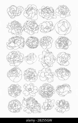 Dessins botaniques anciens de fleurs printanières. Roses, pivoines et tulipes, parfaites pour les affiches et les logos. Illustration de Vecteur