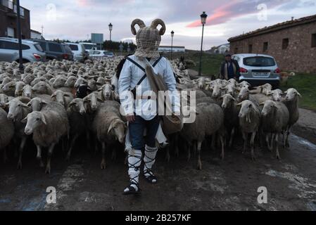 Borobia, Espagne. 29 février 2020. Un révélateur vêtu d'un Zarrones marchant avec des moutons pendant le festival.le festival Zarrones est l'un des plus anciens carnavals traditionnels des provinces de Soria d'origine médiévale, Là où Zarrones (participants) portent des peaux d'animaux et des paniers en osier avec des cornes de bélier et jettent des pailles de blé à leurs voisins comme symbole de fertilité et pour accueillir le printemps. Crédit: Sopa Images Limited/Alay Live News Banque D'Images