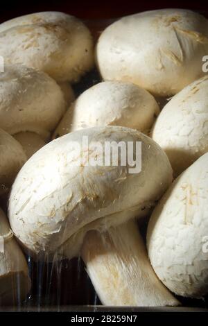 Champignons chamignon frais sur un plateau noir Banque D'Images