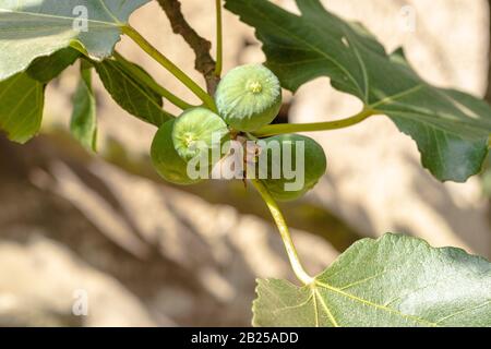 Arbre de la Fig. Une branche avec des figues vertes et non mûres à la ferme italienne. Banque D'Images