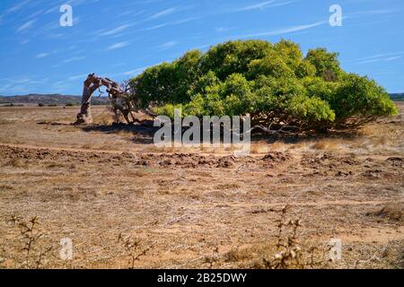 Célèbre arbre penchant à Geralton Banque D'Images