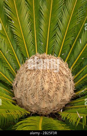 Cône de semences de Cycas revoluta Cycad Banque D'Images