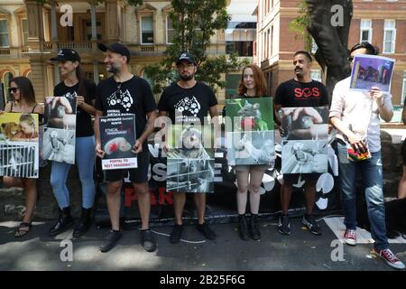 Sydney, Australie. 1er Mars 2020. Parti de la justice animale le sénateur de Nouvelle-Galles du Sud Emma Hurst et les Save Animals in Laboratories de Sydney ont organisé un rassemblement à l'extérieur de l'hôpital Royal Prince Alfred pour protester contre l'utilisation des animaux dans l'expérimentation médicale, suite à la tentative d'évasion de trois babouons à RPAH. Crédit: Richard Milnes/Alay Live News Banque D'Images