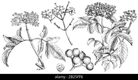 Aîné noir, sureau, Sambucus nigra, (livre de jardin, 1877) Banque D'Images