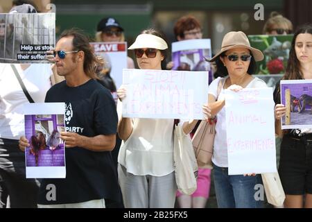 Sydney, Australie. 1er Mars 2020. Parti de la justice animale le sénateur de Nouvelle-Galles du Sud Emma Hurst et les Save Animals in Laboratories de Sydney ont organisé un rassemblement à l'extérieur de l'hôpital Royal Prince Alfred pour protester contre l'utilisation des animaux dans l'expérimentation médicale, suite à la tentative d'évasion de trois babouons à RPAH. Crédit: Richard Milnes/Alay Live News Banque D'Images