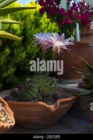Cereus cactus planté dans un pot décoratif avec quelques fleurs roses, situé dans un jardin. Banque D'Images