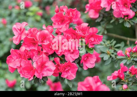 azalea rouge, concept de jardinage, brousse d'azalea fleuri, fond pour une carte. Fleurs de printemps. Banque D'Images