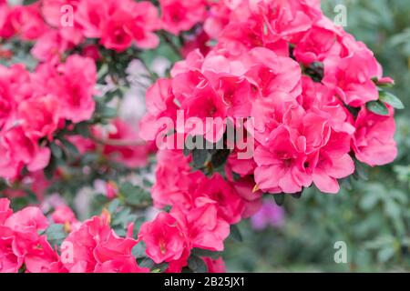 azalea rouge, concept de jardinage, brousse d'azalea fleuri, fond pour une carte. Fleurs de printemps. Banque D'Images