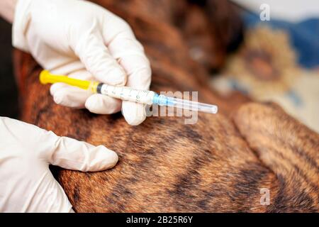 le vétérinaire tient une seringue dans ses mains pour donner une injection à un chien malade. Banque D'Images