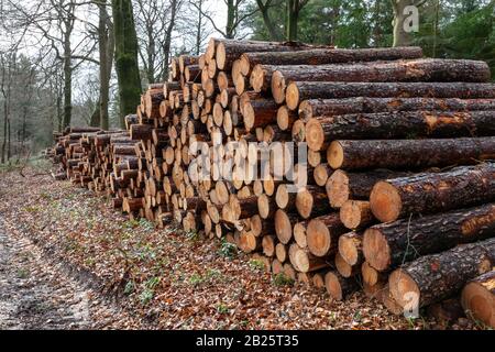 Grandes piles de troncs d'arbres consignés le long d'un sentier de consignation boueux Banque D'Images