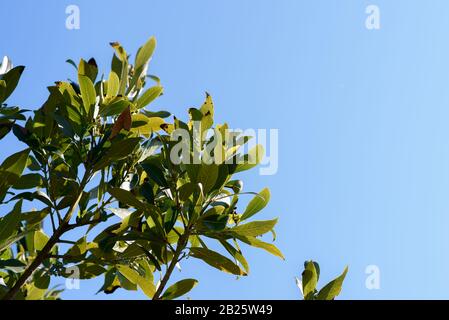 Détail des branches de laurier une journée ensoleillée avec le ciel en arrière-plan. Concept de nature. Laurus nobilis. Banque D'Images