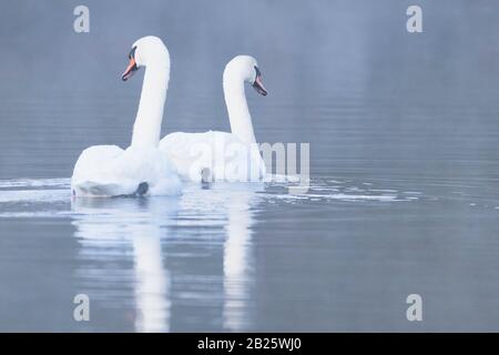 Couple muet cygne nager au lac Banque D'Images