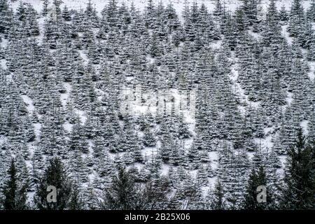 Protection des arbres, arbres de Noël, pépinière, jeunes sapins en hiver, Sauerland près d'Altastenberg, Banque D'Images