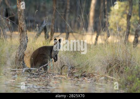 Swamp Wallaby Wallabia bicolor macropod - petit marsupial d'Australie orientale. Connu sous le nom de black, black-tailed wallaby wallaby, fougère, noir Banque D'Images