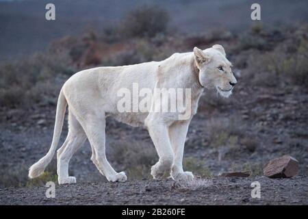 White Lion, Panthera leo, Sanbona Wildlife Reserve, Afrique du Sud Banque D'Images