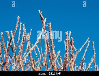 Branches couvertes de givre sur le ciel bleu. Branches de brousse couvertes de rime Banque D'Images
