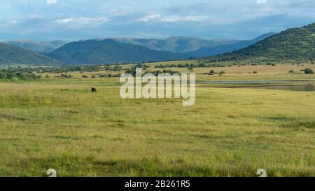 La savane d'Afrique du Sud au parc national de Pilanesberg, ses Belles couleurs et sa nature Banque D'Images