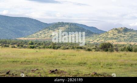 La savane d'Afrique du Sud au parc national de Pilanesberg, ses Belles couleurs et sa nature Banque D'Images