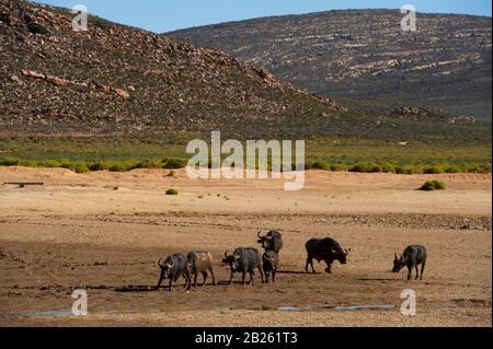 Cape, Syncerus caffer, Aquila Private Game Reserve, Afrique du Sud Banque D'Images