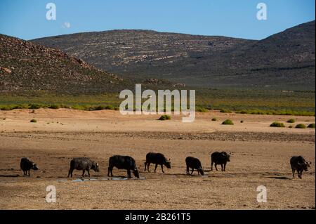 Cape, Syncerus caffer, Aquila Private Game Reserve, Afrique du Sud Banque D'Images
