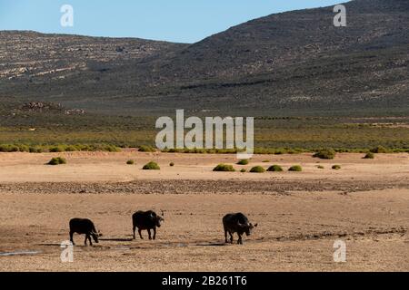 Cape, Syncerus caffer, Aquila Private Game Reserve, Afrique du Sud Banque D'Images