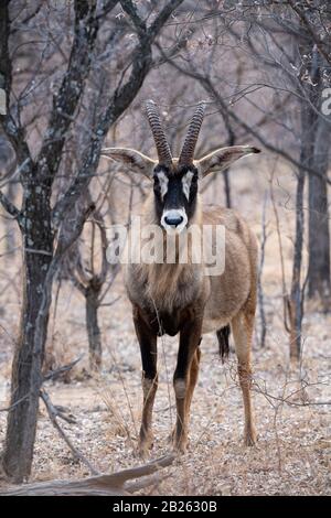Roan antilope, Hippotragus equinus, Ant's Nest, The Waterberg, Afrique du Sud Banque D'Images