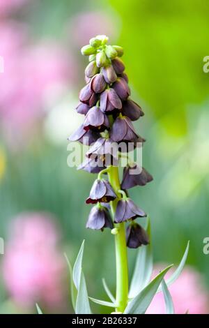 Fritilaria persica Perse Fritillary floraison Banque D'Images