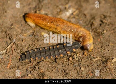 Larve de ver de lueur commun (Lampyrus noctiluca) se nourrissant sur une giruche, sauvage Banque D'Images