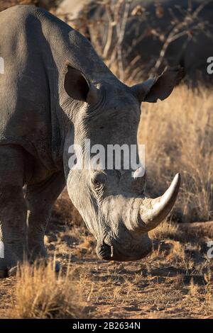 Rhinocéros Blancs, Ceratotherium Simum, Welgevonden Game Reserve, Afrique Du Sud Banque D'Images