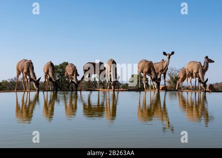 Femme Grand kudus buvant, Tragelaphus strepsiceros, Welgevonden Game Reserve, Afrique du Sud Banque D'Images