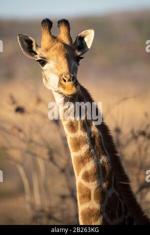 Girafe du sud, Giraffa camelopardalis giraffa, Welgevonden Game Reserve, Afrique du Sud Banque D'Images